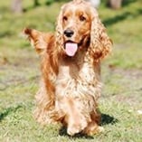 cocker spaniel anglais